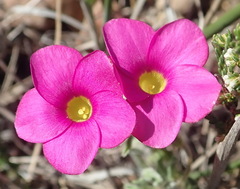Oxalis droseroides