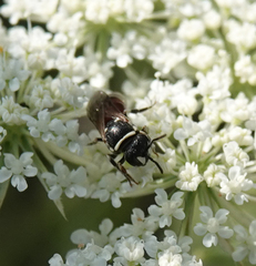 Hylaeus variegatus