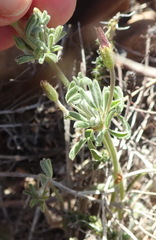 Oxalis droseroides