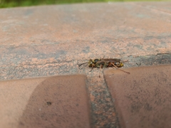 Sceliphron curvatum