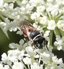 Hylaeus variegatus