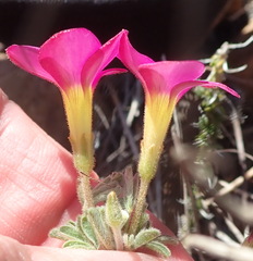 Oxalis droseroides