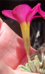 Oxalis droseroides