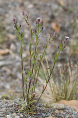 Erigeron acris kamtschaticus