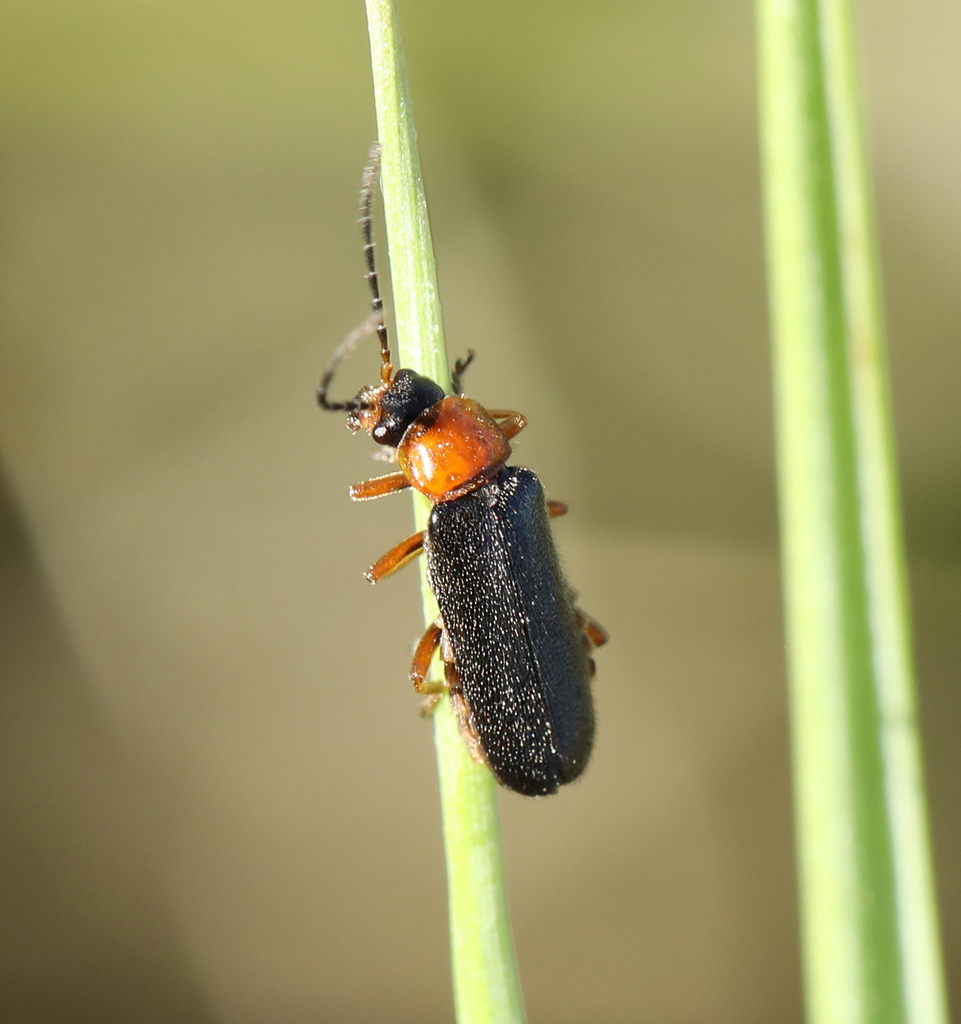 Cantharis flavilabris from Oudalle, France on July 12, 2022 at 0632 PM