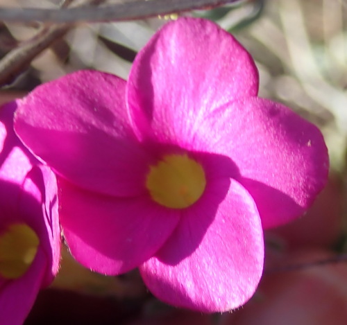Sundew Sorrel (Oxalis droseroides)