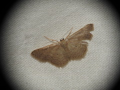 Idaea obsoletaria