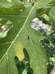 Pseudomyrmex gracilis
