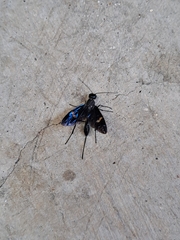 Pristaulacus fasciatus