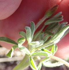 Oxalis droseroides
