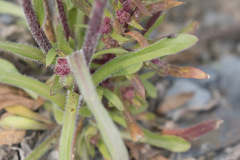 Erigeron acris kamtschaticus