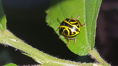 Calligrapha fulvipes