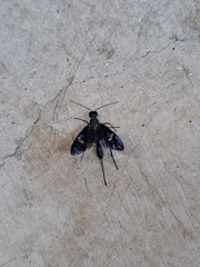 Pristaulacus fasciatus