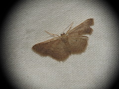 Idaea obsoletaria