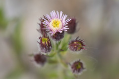Erigeron acris kamtschaticus