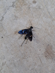 Pristaulacus fasciatus