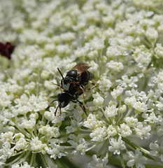 Hylaeus variegatus