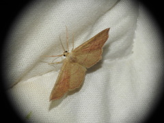 Cyclophora suppunctaria