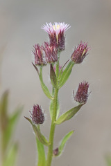 Erigeron acris kamtschaticus