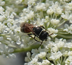 Hylaeus variegatus
