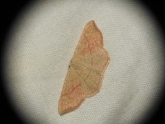 Cyclophora suppunctaria