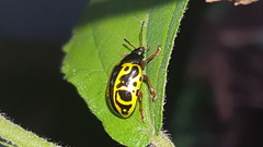 Calligrapha fulvipes
