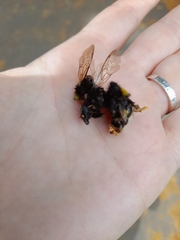 Bombus