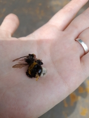 Bombus