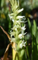 Spiranthes × stellata
