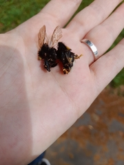 Bombus