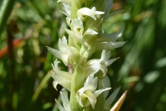 Spiranthes × stellata