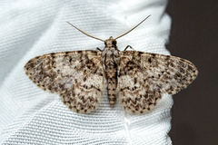 Myrioblephara