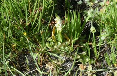 Spiranthes × stellata
