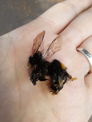 Bombus