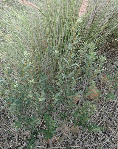 Image of Phylica oleifolia by (c) Nicola van Berkel, some rights reserved (CC BY-SA)