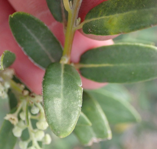 Image of Phylica oleifolia by (c) Nicola van Berkel, some rights reserved (CC BY-SA)