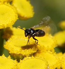 Hylaeus nigritus