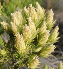 Phylica plumosa