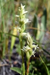 Spiranthes × stellata