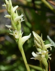Spiranthes × stellata