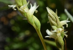 Spiranthes × stellata