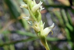 Spiranthes × stellata