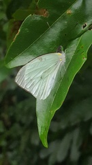 Leptophobia aripa