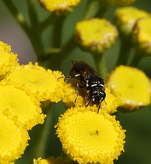 Hylaeus nigritus