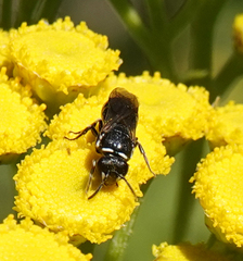 Hylaeus nigritus