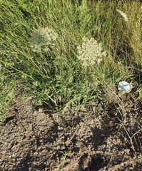 Daucus carota