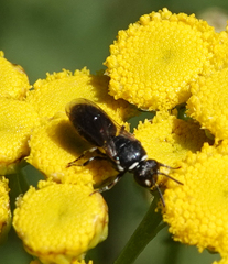 Hylaeus nigritus