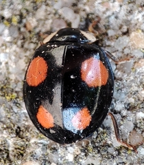 Harmonia axyridis
