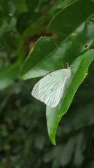 Leptophobia aripa