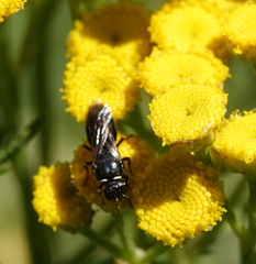 Hylaeus nigritus